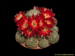 Sulcorebutia fischeriana HS79 2226